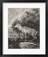 Woodland Deer II Fine Art Print