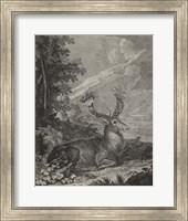 Woodland Deer III Fine Art Print