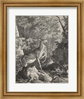 Woodland Deer VII Fine Art Print