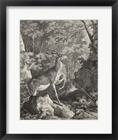 Woodland Deer VII Fine Art Print