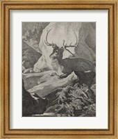 Woodland Deer VIII Fine Art Print