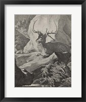 Woodland Deer VIII Fine Art Print