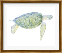 Tranquil Sea Turtle I Fine Art Print