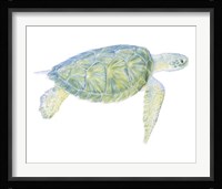 Tranquil Sea Turtle I Fine Art Print