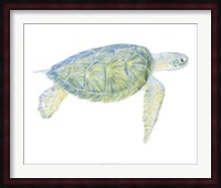 Tranquil Sea Turtle I Fine Art Print