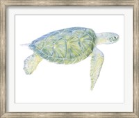 Tranquil Sea Turtle I Fine Art Print