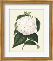 Antique Camellia I Fine Art Print