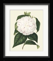 Antique Camellia I Framed Print