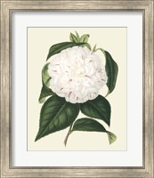 Antique Camellia I Fine Art Print