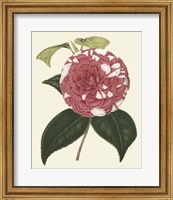Antique Camellia II Fine Art Print