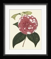 Antique Camellia II Framed Print