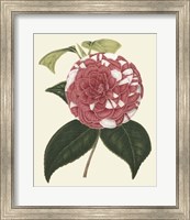 Antique Camellia II Fine Art Print