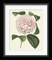 Antique Camellia III Framed Print