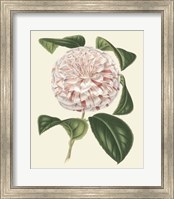 Antique Camellia III Fine Art Print