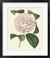 Antique Camellia III Fine Art Print