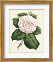 Antique Camellia IV Fine Art Print