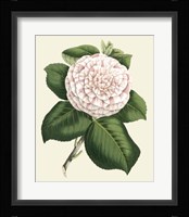 Antique Camellia IV Fine Art Print