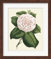 Antique Camellia IV Fine Art Print