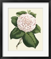 Antique Camellia IV Fine Art Print