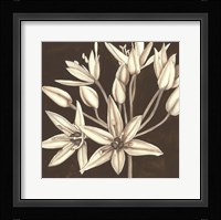 Sepia Lily IV Fine Art Print