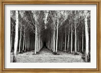 Alley At Lac D'uby Fine Art Print
