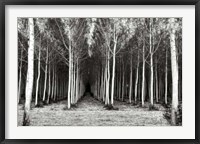 Alley At Lac D'uby Fine Art Print
