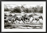 Stampeding Zebra Fine Art Print