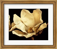 Buttercream Magnolia I Fine Art Print