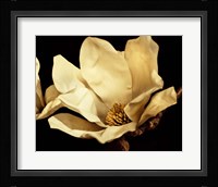 Buttercream Magnolia I Fine Art Print