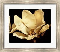 Buttercream Magnolia I Fine Art Print