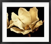 Buttercream Magnolia I Framed Print