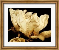 Buttercream Magnolia II Fine Art Print