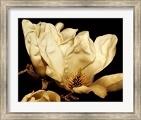 Buttercream Magnolia II Fine Art Print