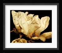 Buttercream Magnolia II Fine Art Print