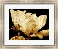 Buttercream Magnolia II Fine Art Print