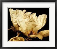 Buttercream Magnolia II Fine Art Print