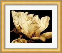 Buttercream Magnolia II Fine Art Print