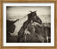 Kissing Horses II Fine Art Print