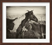 Kissing Horses II Fine Art Print