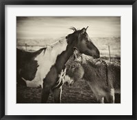 Kissing Horses II Framed Print