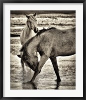Beach Horses I Fine Art Print