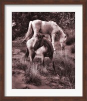 Beach Horses II Fine Art Print