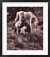 Beach Horses II Framed Print