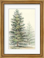 Majestic Pine I Fine Art Print