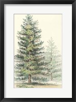 Majestic Pine I Fine Art Print
