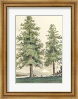 Majestic Pine II Fine Art Print