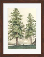 Majestic Pine II Fine Art Print