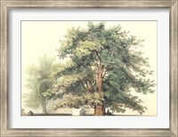 Majestic Oak Fine Art Print