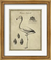 Antiquarian Flamingo Fine Art Print