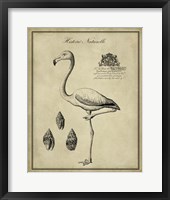 Antiquarian Flamingo Fine Art Print